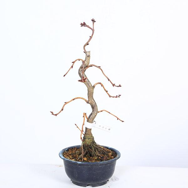 樹種：鬱金桜（ウコンザクラ）撮影日：11月落葉樹。唯一、黄色を含む花を咲かせる桜。ソメイヨシノから少し遅れて咲き、個体差はありますが咲き始めは淡黄色で、咲き終りに近づくと白っぽいピンクに変化する珍しい桜です。＊数量ものの為、写真と若干形状が...