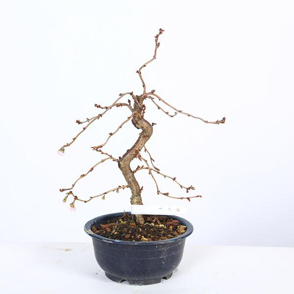 樹種：十月桜撮影日：11月落葉樹。開花時期：10月から4月にかけて十月桜は春と秋にかわいいお花が楽しめる品種です。プラスティック鉢でのお届けになります。＊数量ものの為、写真と若干形状が異なる場合がございます。＊成長に伴い樹高が高くなっている...