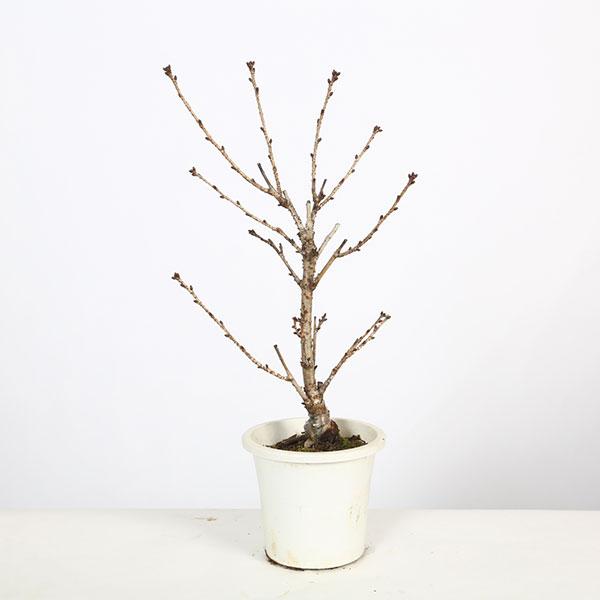 樹種：御殿場桜撮影日：11月落葉樹。開花時期：4月薄桃色に咲き始める一重の花は、気品のある淡く優しい風情があります。花芽をつけるコツは、春から夏にたくさんの日光・水を与えるとより花芽を形成しやすいです。特に日光が重要です。＊数量ものの為、写...