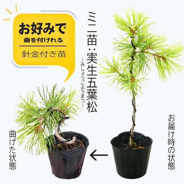 ミニ苗：実生五葉松（針金付き）*お好みで曲げれるGoyoumatsuお試しチャレンジ育てる盆栽素材＜数量限定＞