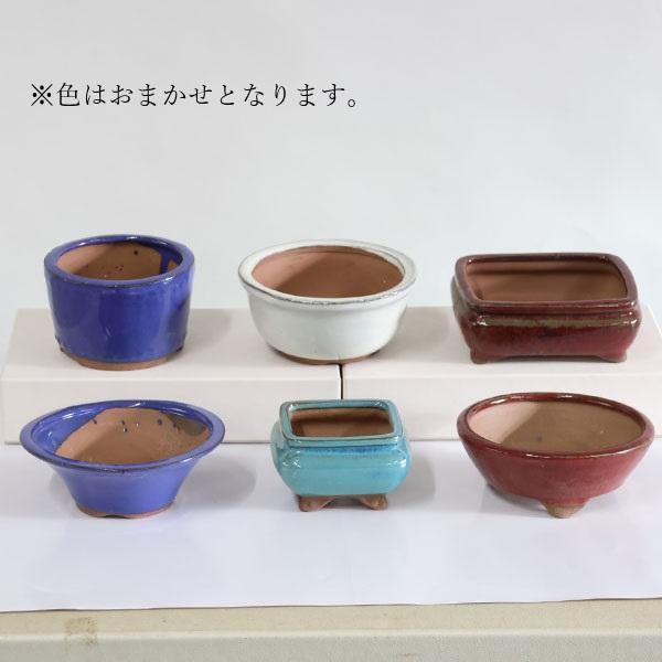 967 盆栽　盆栽鉢　植木鉢　中国鉢 盆栽鉢 烏泥外縁下紐楕円鉢 植木鉢 中国鉢 張氏製陶 落款あり 15号