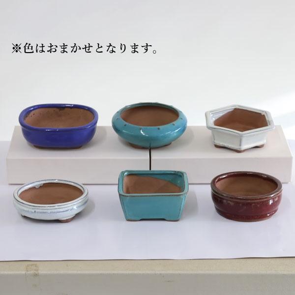 鉢：中国鉢 6点Bセット 3.5号〜4号*資材 : 遊恵盆栽 Yahoo!店 - 通販
