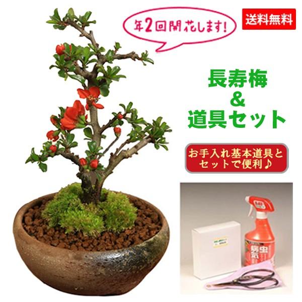 ミニ盆栽:長寿梅(瀬戸鉢)と道具セット* 鉢植え祝い ギフト gift 誕生日祝 御祝 プレゼントにもbonsai :my0350set:遊恵盆栽 Yahoo!店 - 通販 - Yahoo!ショッピング ミニ盆栽:長寿梅(瀬戸鉢)と道具セット* 鉢植え祝い ギフト gift 誕生日祝 御祝 プレゼントにもbonsai :my0350set:遊恵盆栽 Yahoo!店 - 通販 - Yahoo!ショッピング