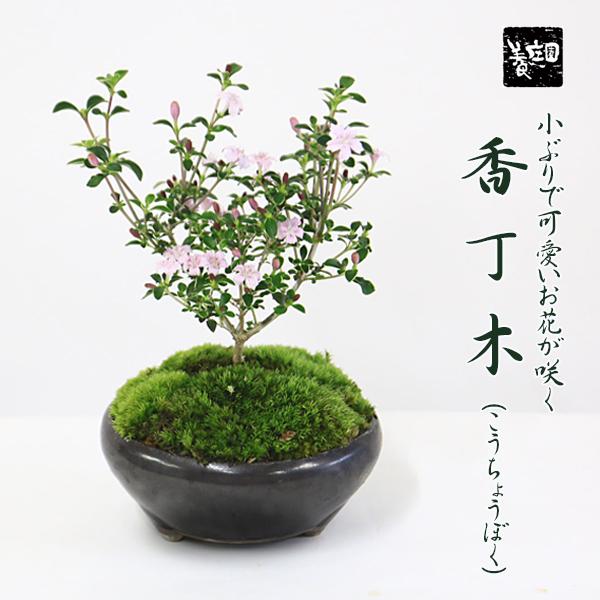 小品盆栽 香丁木 萬古焼鉢 花 鉢植え 鉢花 プレゼント Bonsai My0419 遊恵盆栽 Yahoo 店 通販 Yahoo ショッピング