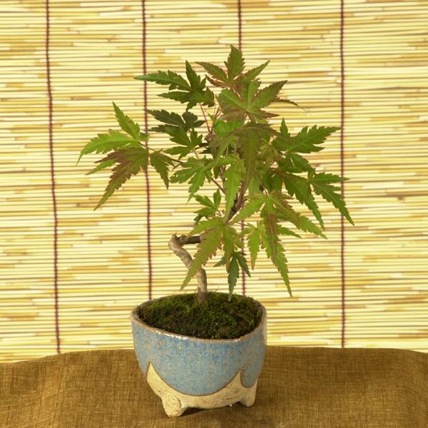 信楽焼  さや鉢 ミニ盆栽.山草鉢 U-15 高さ１１cm 信楽焼 さや鉢 ミニ盆栽.山草鉢 U-15 高さ11cm 信楽焼楽風