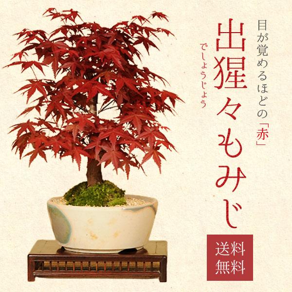 盆栽 出猩々もみじ 瀬戸焼小鉢 秋 鉢植え 紅葉狩り プレゼント Bonsai 21年落葉 My0500 遊恵盆栽 Yahoo 店 通販 Yahoo ショッピング