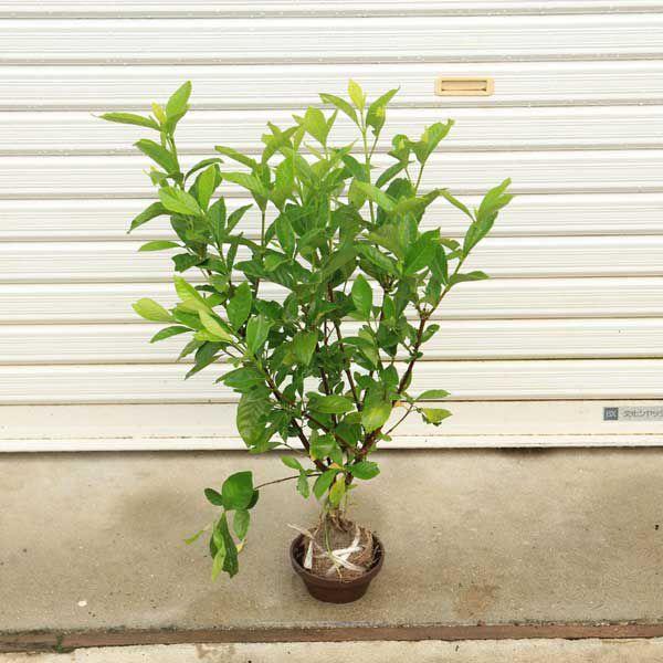 盆栽 『クチナシ』 花 インテリア 植物 ガーデニング 送料無料 171 石木花 クチナシ ギフトにも最適なミニ盆栽 – By Emotion