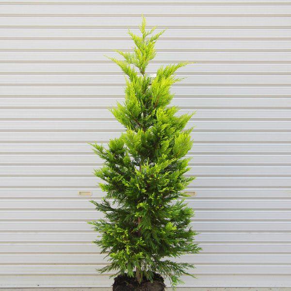 コニファー 大 盆栽 植木の人気商品 通販 価格比較 価格 Com