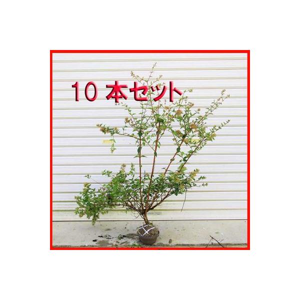 ؁FAxAiׂ肠jPO{Zbg* (܂Ƃߊ)