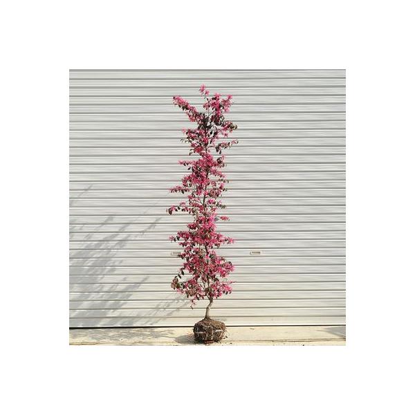 庭木 紅花トキワマンサク 大株 樹高 約150ｃｍ 全高 約160ｃｍ 佐川大型商品発送 Buyee Buyee บร การต วกลางจากญ ป น ซ อจากประเทศญ ป น