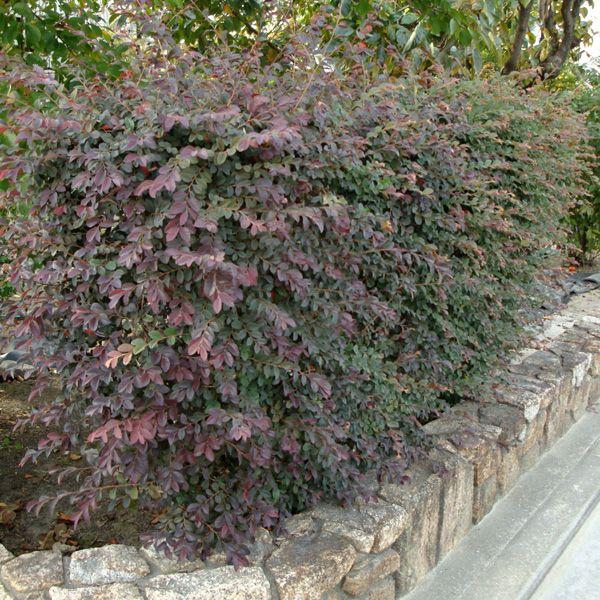 庭木 紅花トキワマンサク 大株 樹高 約150ｃｍ 全高 約160ｃｍ 佐川大型商品発送 Buyee Buyee Japanese Proxy Service Buy From Japan Bot Online