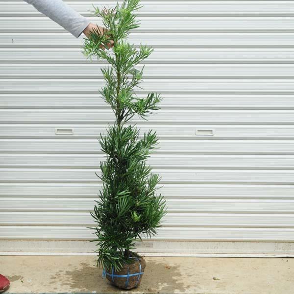 植木 盆栽 マキの人気商品・通販・価格比較 - 価格.com 植木 盆栽 マキの人気商品・通販・価格比較 - 価格.com
