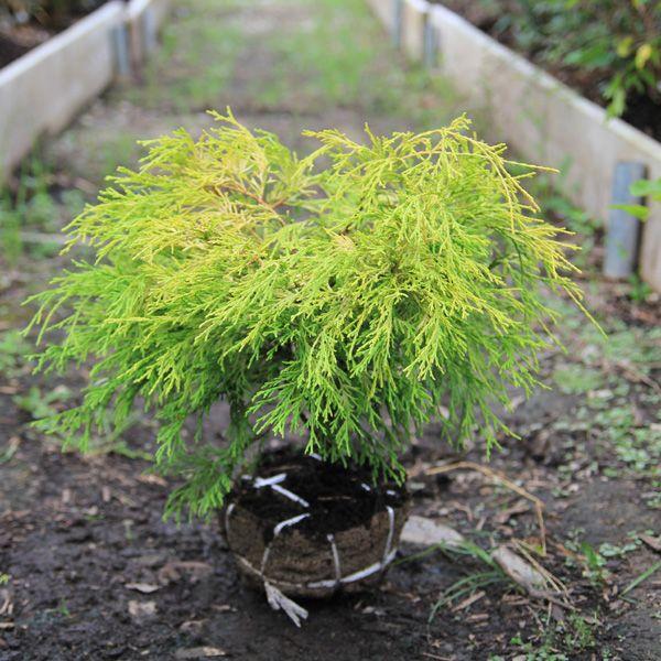 樹種：フィリフェラオーレア　撮影日：8月樹高：約30ｃｍ常緑樹暑さ・寒さに強いです。冬になるとオレンジ色に葉色がかわります。刈り込みに強く、少し背の高めなグランドカバーとしてもオススメです。*根巻き（ポット無）でのお届けとなります。＊数量も...