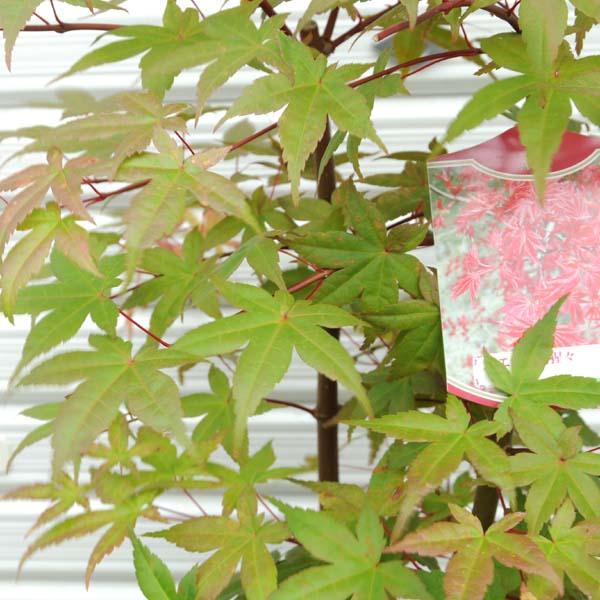 庭木 出猩々もみじ Buyee Buyee Japanese Proxy Service Buy From Japan Bot Online