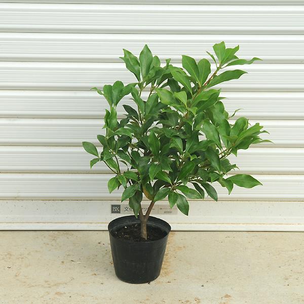 樹種：シキミ・シキビ　撮影日：７月樹高：約35-40ｃｍ　鉢径：約11ｃｍ常緑中高木。根がありますので、どんどん大きくなります。宗派により様々ですが、お墓や仏壇の前に備えることの多い植物です。*ポリポットでのお届けとなります。 ＊数量ものの...