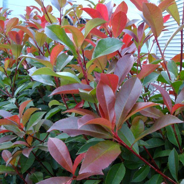 庭木 西洋ベニカナメ レッドロビン 樹高約150ｃｍ 全高約170ｃｍ 佐川急便大型商品発送 Buyee Buyee Japanese Proxy Service Buy From Japan Bot Online