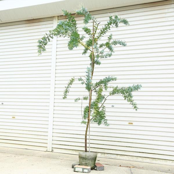 庭木:銀葉アカシア(ミモザ)ギンヨウアカシア* 大株 佐川急便 庭木:銀葉アカシア(ミモザ)ギンヨウアカシア* 大株 佐川急便