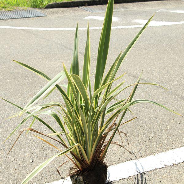 ニューサイラン1.1m大株 楽天市場】ニューサイラン 大株（花・ガーデン・DIY）の通販