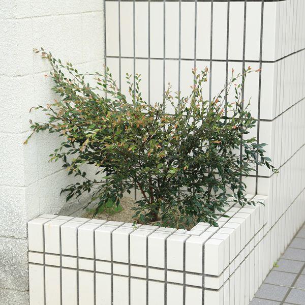 庭木：姫サザンカ/椿 エリナ : 遊恵盆栽 Yahoo!店 - 通販 - Yahoo