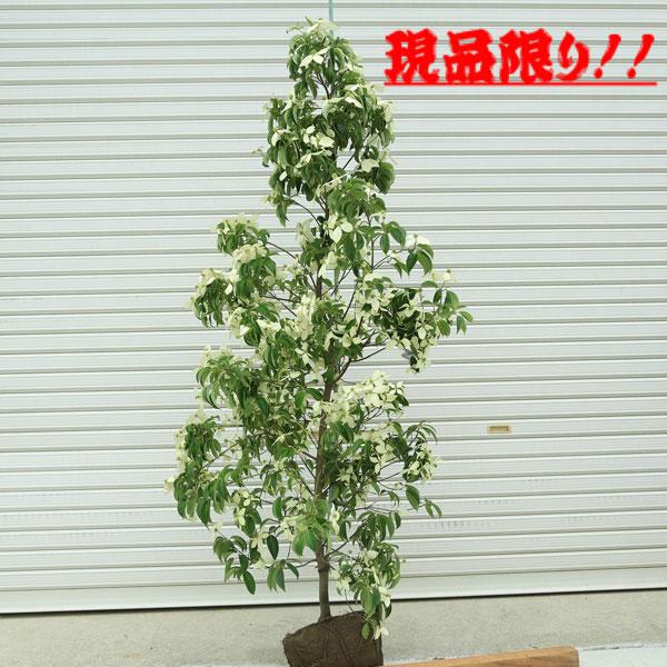 現品庭木 常緑ヤマボウシ ホンコンエンシス 月光 樹高 約160ｃｍ 全高180ｃｍ 佐川急便 大型商品 発送 N0068v G 遊恵盆栽 Yahoo 店 通販 Yahoo ショッピング