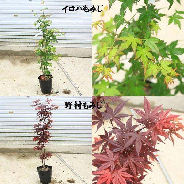 ちょうどよい大きさの美しい樹形 庭木 植木 モミジの木 青しだれもみじ 赤しだれもみじ など Buyee 日本代购平台 产品购物网站大全 Buyee一站式代购 Bot Online