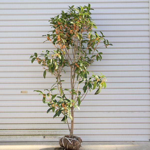 庭木・植木・苗木:キンモクセイ(金木犀)(根巻き) *樹高 庭木・植木・苗木:キンモクセイ(金木犀)(根巻き) *樹高