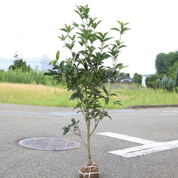 庭木：ギンモクセイ（銀木犀） 樹高：約100ｃｍ : n0097 : 遊恵盆栽