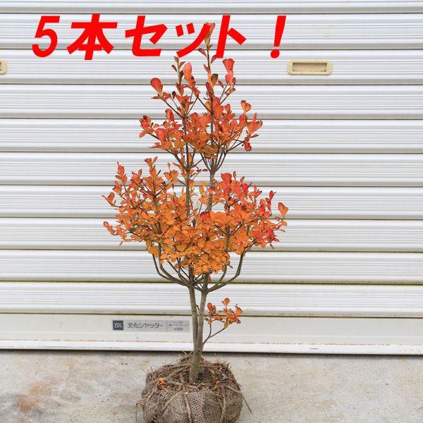 庭木：ドウダンツツジ（どうだんつつじ） 5本セット : 遊恵盆栽 Yahoo