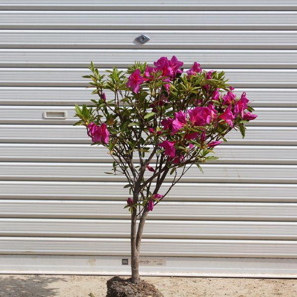 庭木：ヒラドツツジ（紫花）*