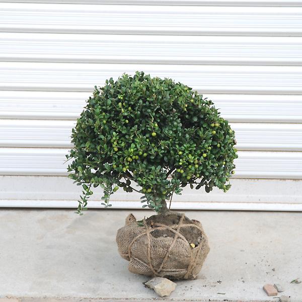 庭木：マメツゲ（玉作り）* : 遊恵盆栽 Yahoo!店 - 通販 - Yahoo