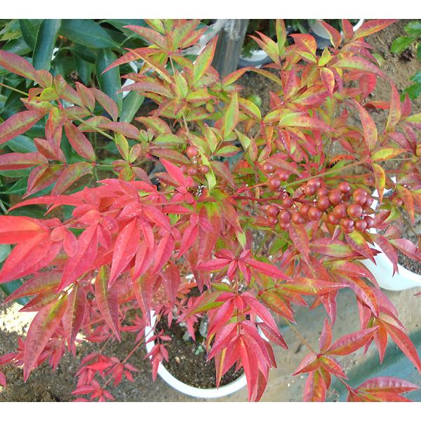 庭木 折鶴南天 大 Buyee Buyee 提供一站式最全面最专业现地yahoo Japan拍卖代bid代拍代购服务bot Online