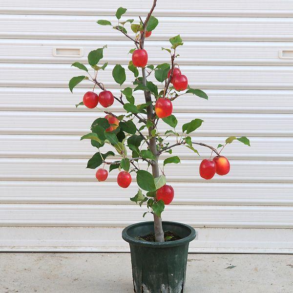 長寿紅リンゴ苗木　実がついてます。 鉢まま 長寿紅リンゴ苗木 実がついてます。 鉢まま