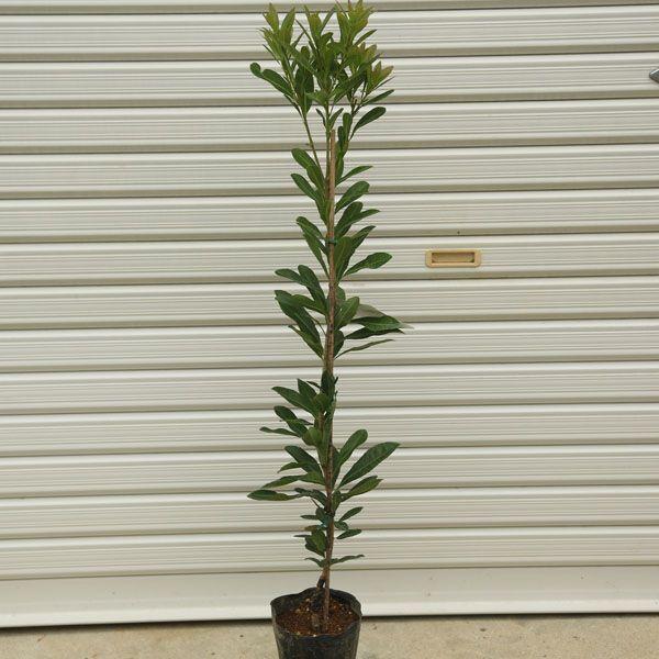 Ă悵AHׂĂ悵  ؁FRi܂j* iIщ @ڂؕc@XAAG@F100