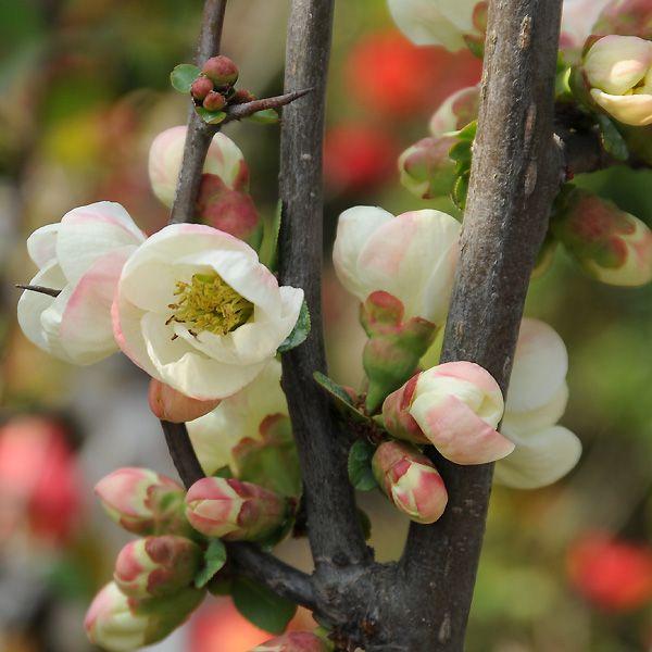 樹種：ボケ　花：関東絞り　撮影日：10月　花3月開花時期：２月〜４月一重。咲き始めは白色で徐々にピンク色になります。樹勢強健で病害虫にも強い樹種です。*根巻き（ポット無）でのお届けとなります。＊数量ものの為、写真と若干形状が異なる場合がござ...