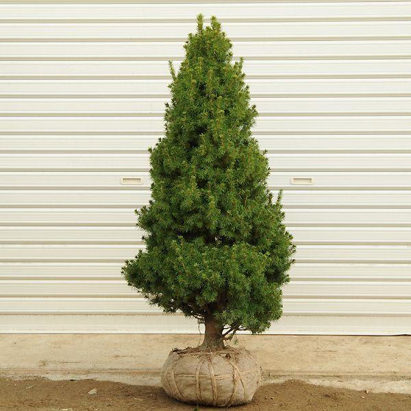 中型コニファー 濃い緑 丸型　庭木 庭木：コニファー（コニカ） : 遊恵盆栽 Yahoo!店 - 通販 - Yahoo