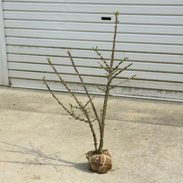 庭木 錦木 ニシキギ N0210 遊恵盆栽 Yahoo 店 通販 Yahoo ショッピング