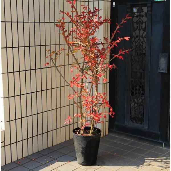 庭樹盆栽 錦木 ニシキギ 鉢植え 桃色の圧倒的な紅葉 Sgw大型商品発送 Buyee Buyee Japanese Proxy Service Buy From Japan Bot Online