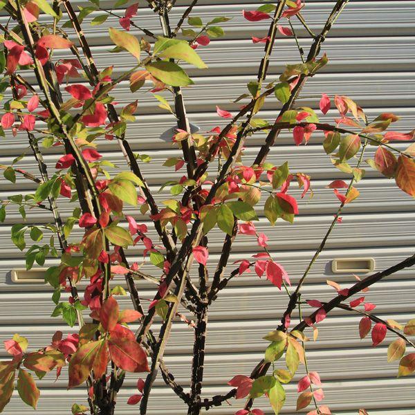 庭樹盆栽 錦木 ニシキギ 鉢植え桃色の圧倒的な紅葉sgw大型商品発送 Buyee Buyee 提供一站式最全面最專業現地yahoo Japan拍賣代bid代拍代購服務