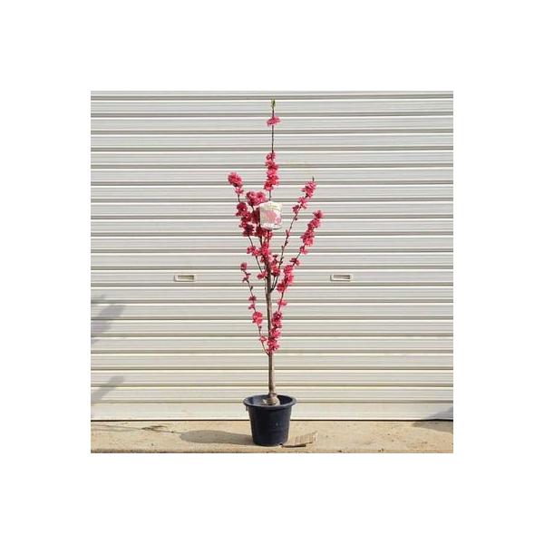 庭木：照手桃(紅花)てるて桃　花桃　*