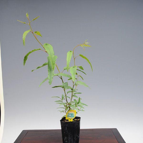 有用植物 レモンユーカリ N0285 遊恵盆栽 Yahoo 店 通販 Yahoo ショッピング
