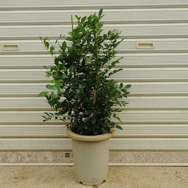 庭木 ゲッキツ シルクジャスミン N0308 遊恵盆栽 Yahoo 店 通販 Yahoo ショッピング