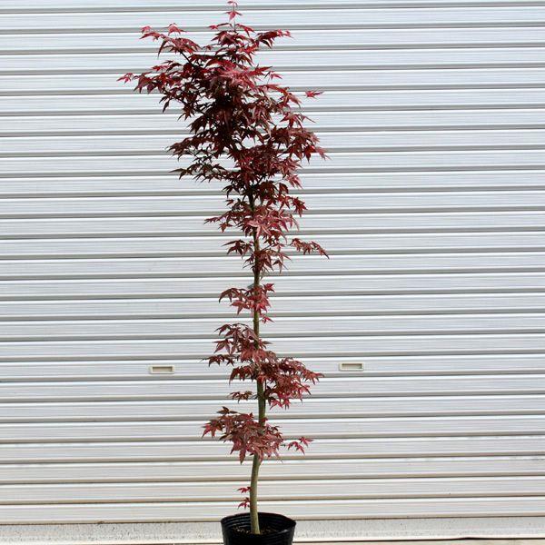 庭木：出猩々もみじ * 樹高 約90-100cm 全高 約120cm : 遊恵盆栽
