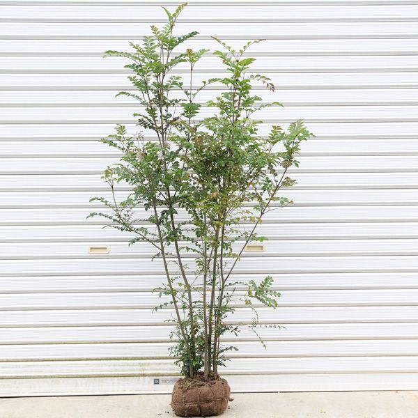 シマトネリコ株・５本立① 庭木：シマトネリコ（株立ち） 樹高：約150cm 全高：約160cm