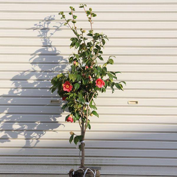 庭木：藪椿(ヤブツバキ) やぶつばき* 樹高：約100cm 全高：約120cm