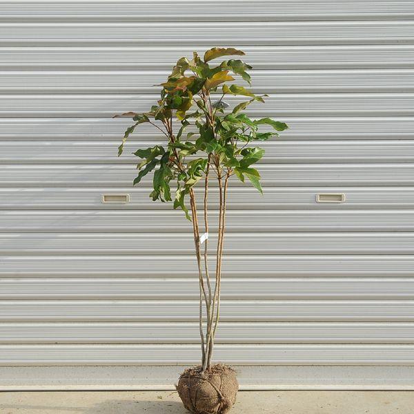 庭木：カクレミノ(小)* : 遊恵盆栽 Yahoo!店 - 通販 - Yahoo!ショッピング