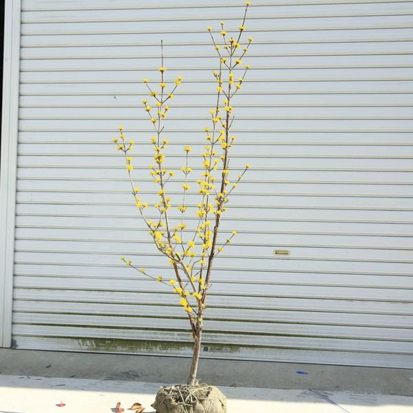 花も実も存分に楽しめる 庭木：サンシュユ（山茱萸）*さんしゅゆ