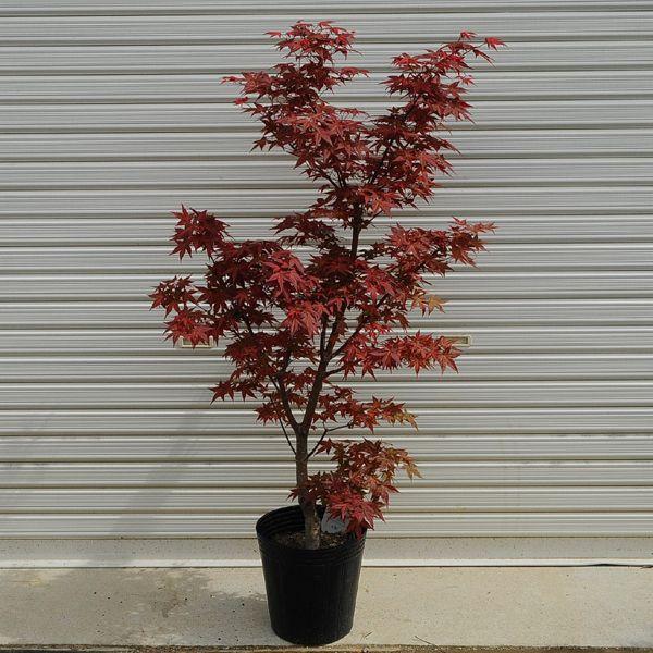 庭木 出猩々もみじ 8寸 Buyee Buyee 일본 통신 판매 상품 옥션의 대리 입찰 대리 구매 서비스