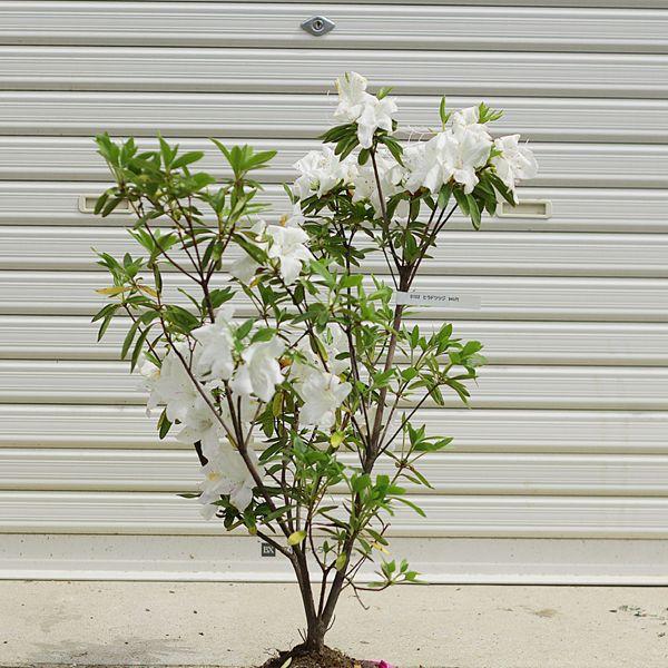 庭木：ヒラドツツジ（白花）*