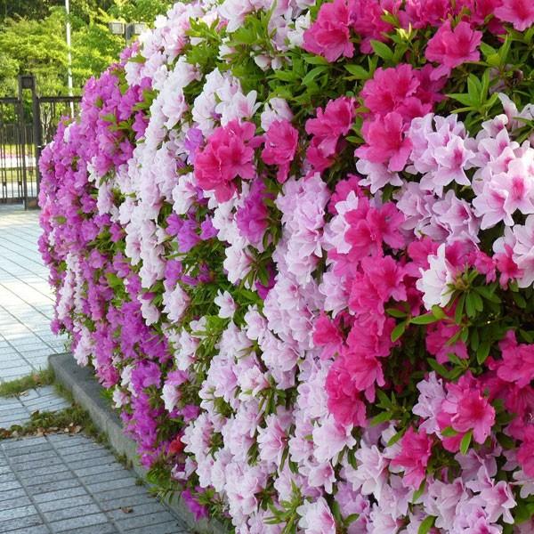 庭木 ヒラドツツジ 桃花 Buyee Buyee 提供一站式最全面最专业现地yahoo Japan拍卖代bid代拍代购服务bot Online