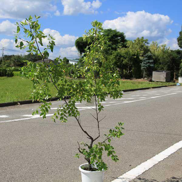 庭木：棗（ナツメ）特大 : 遊恵盆栽 Yahoo!店 - 通販 - Yahoo!ショッピング